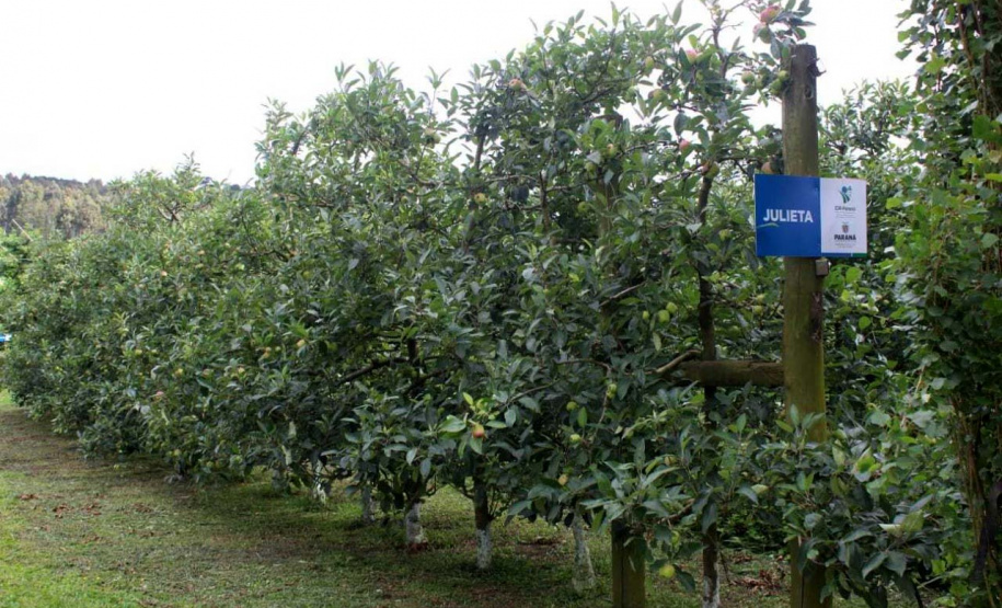 O investimento em pesquisa, em assistência técnica e extensão rural está colaborando para tornar a Lapa referência na fruticultura. A Estação Experimental do Instituto de Desenvolvimento Rural do Paraná Iapar-Emater (IDR-Paraná) no município alia tecnologia a boas práticas, e agora busca fortalecer o laço com outras cidades para incentivar a produção regional.Foto: Gisele Barão/SEAB