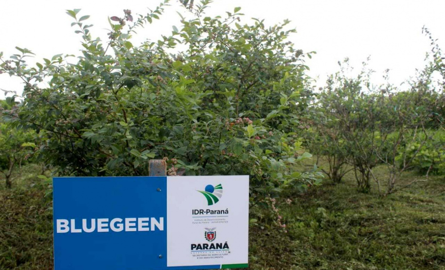 O investimento em pesquisa, em assistência técnica e extensão rural está colaborando para tornar a Lapa referência na fruticultura. A Estação Experimental do Instituto de Desenvolvimento Rural do Paraná Iapar-Emater (IDR-Paraná) no município alia tecnologia a boas práticas, e agora busca fortalecer o laço com outras cidades para incentivar a produção regional.Foto: Gisele Barão/SEAB