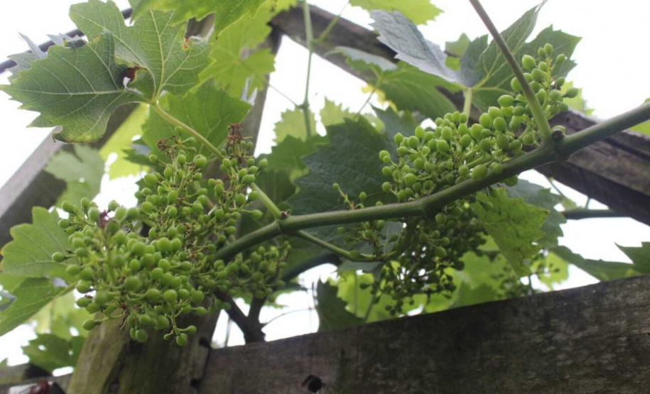 O investimento em pesquisa, em assistência técnica e extensão rural está colaborando para tornar a Lapa referência na fruticultura. A Estação Experimental do Instituto de Desenvolvimento Rural do Paraná Iapar-Emater (IDR-Paraná) no município alia tecnologia a boas práticas, e agora busca fortalecer o laço com outras cidades para incentivar a produção regional.Foto: Gisele Barão/SEAB