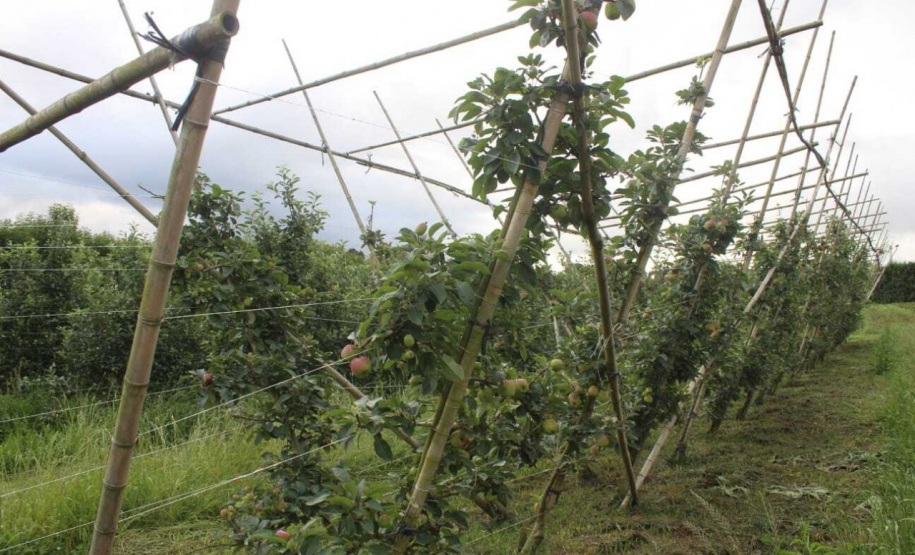 O investimento em pesquisa, em assistência técnica e extensão rural está colaborando para tornar a Lapa referência na fruticultura. A Estação Experimental do Instituto de Desenvolvimento Rural do Paraná Iapar-Emater (IDR-Paraná) no município alia tecnologia a boas práticas, e agora busca fortalecer o laço com outras cidades para incentivar a produção regional.Foto: Gisele Barão/SEAB