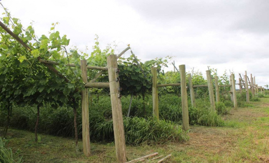 O investimento em pesquisa, em assistência técnica e extensão rural está colaborando para tornar a Lapa referência na fruticultura. A Estação Experimental do Instituto de Desenvolvimento Rural do Paraná Iapar-Emater (IDR-Paraná) no município alia tecnologia a boas práticas, e agora busca fortalecer o laço com outras cidades para incentivar a produção regional.Foto: Gisele Barão/SEAB