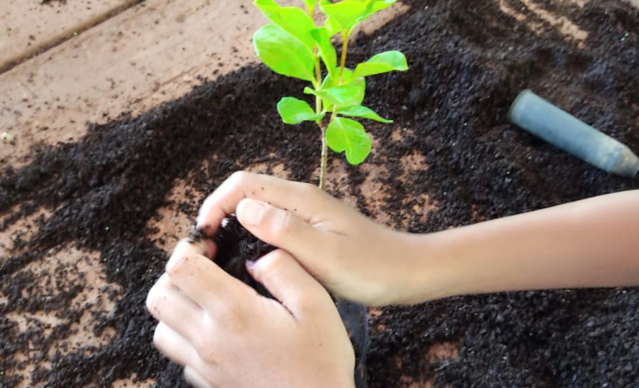 O Viveiro Florestal do Instituto Água e Terra (IAT) em Jacarezinho, no Norte Pioneiro do Estado, voltou a recepcionar estudantes pelo projeto de educação ambiental, nesta terça-feira (23). Ao todo, 34 alunos dos 4º e 5º anos do ensino fundamental da Escola Municipal Professora Ruth Pimentel Rocha tiveram a experiência de um dia no campo com atividades diferenciadas. - Jacarezinho, 23/11/2021 - Foto: IAT