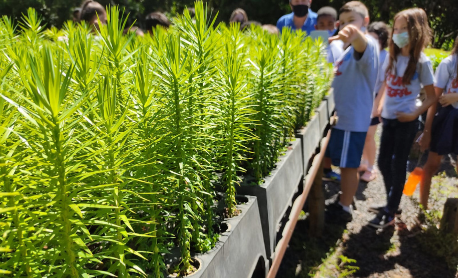 O Viveiro Florestal do Instituto Água e Terra (IAT) em Jacarezinho, no Norte Pioneiro do Estado, voltou a recepcionar estudantes pelo projeto de educação ambiental, nesta terça-feira (23). Ao todo, 34 alunos dos 4º e 5º anos do ensino fundamental da Escola Municipal Professora Ruth Pimentel Rocha tiveram a experiência de um dia no campo com atividades diferenciadas. - Jacarezinho, 23/11/2021 - Foto: IAT