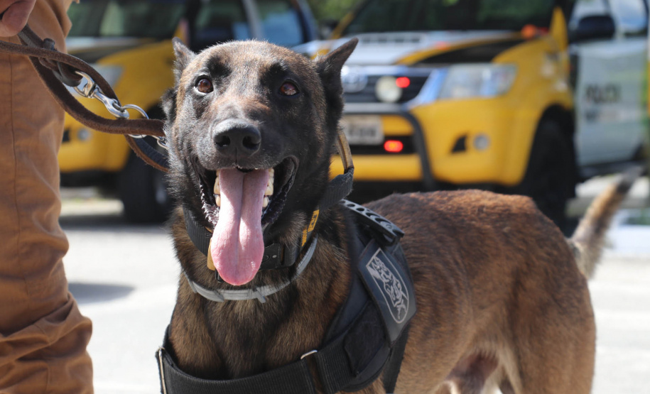 Polícia Militar aplica cães de faro contra o tráfico de drogas no Litoral