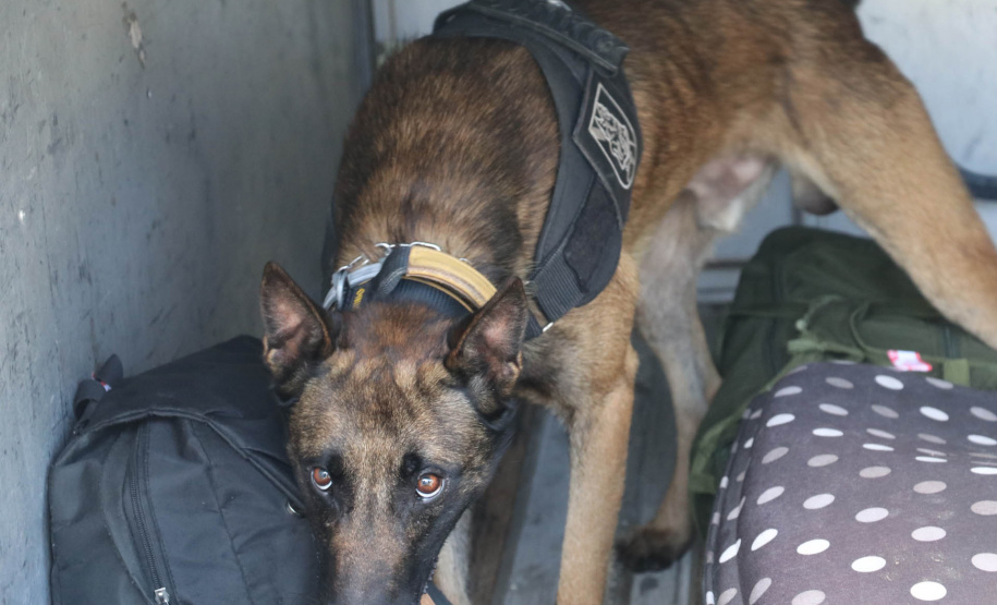 Polícia Militar aplica cães de faro contra o tráfico de drogas no Litoral
