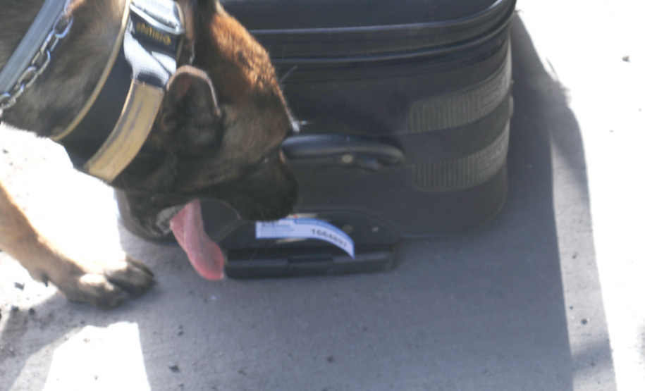 Polícia Militar aplica cães de faro contra o tráfico de drogas no Litoral