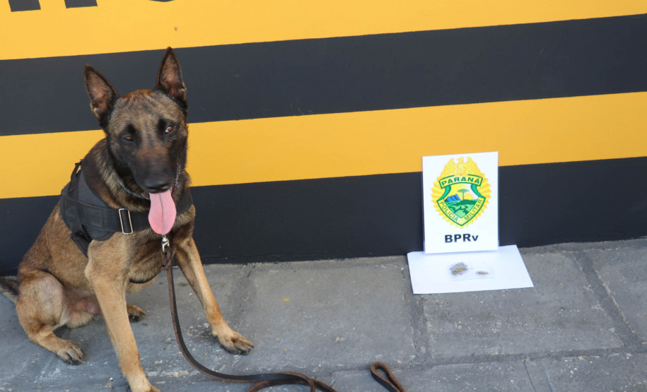 Polícia Militar aplica cães de faro contra o tráfico de drogas no Litoral