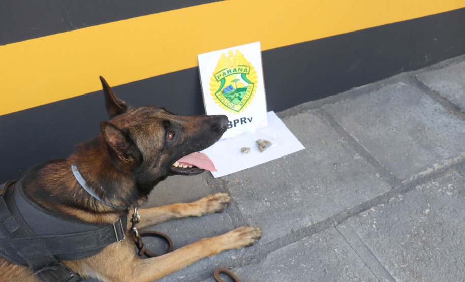 Polícia Militar aplica cães de faro contra o tráfico de drogas no Litoral