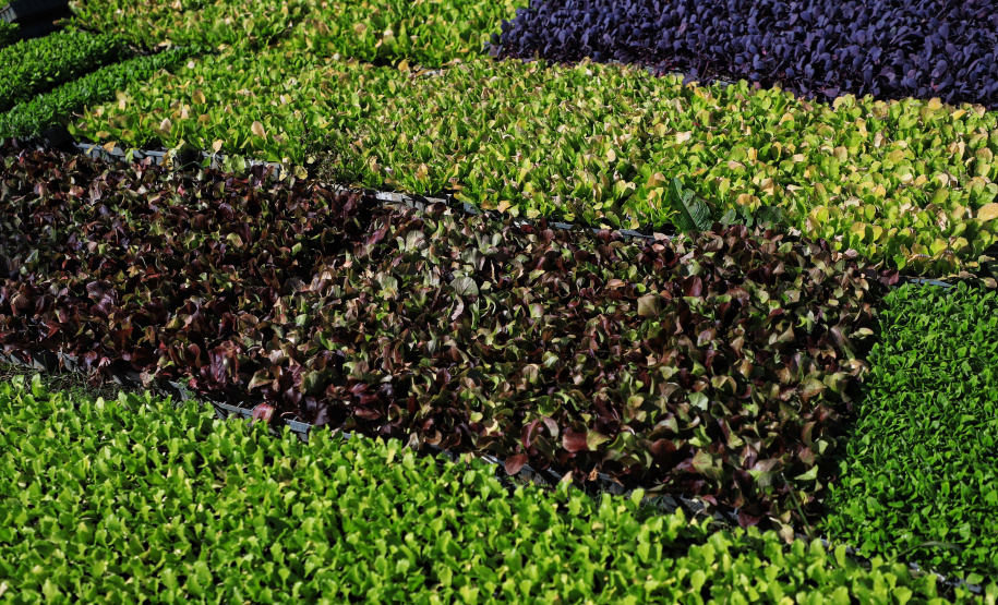 Programas garantem produção, qualidade dos alimentos e melhorias no transporte