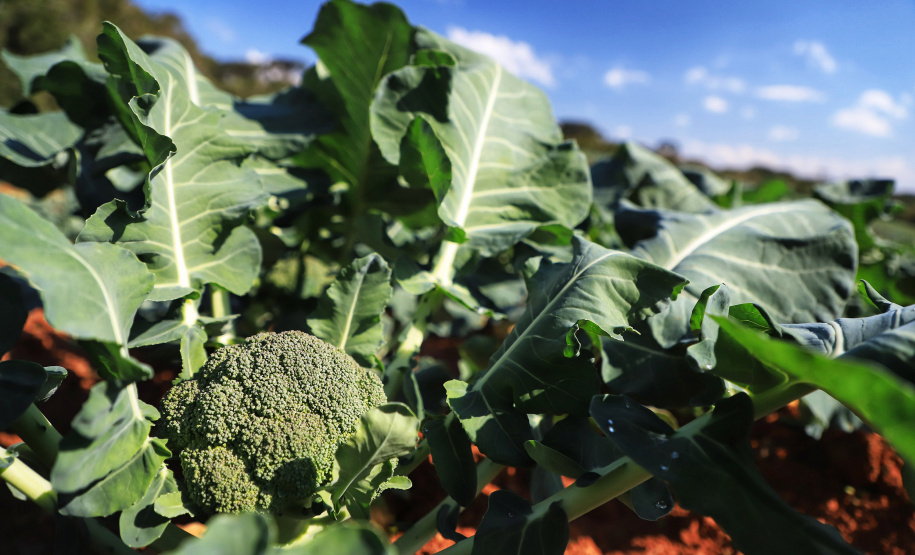Programas garantem produção, qualidade dos alimentos e melhorias no transporte