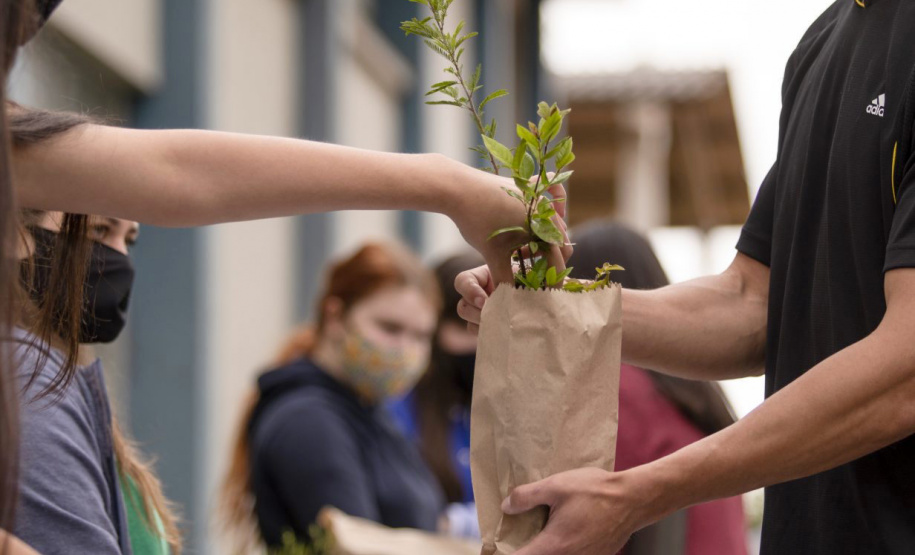 UEPG promove drive-thru para distribuição de mudas
