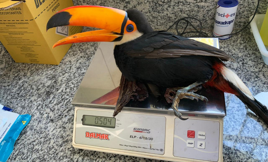 Centros de apoio à fauna reabilitaram 3,9 mil animais silvestres em 2021