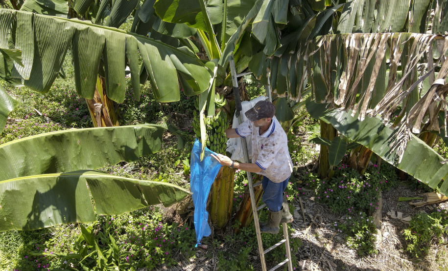 Em Guaratuba, mar verde de bananas gera renda no Litoral e supera desafios