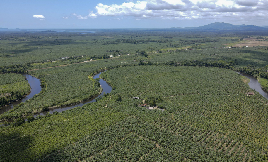 Em Guaratuba, mar verde de bananas gera renda no Litoral e supera desafios