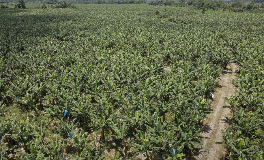 Em Guaratuba, mar verde de bananas gera renda no Litoral e supera desafios