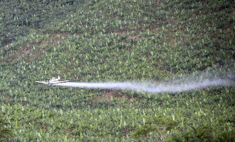Em Guaratuba, mar verde de bananas gera renda no Litoral e supera desafios