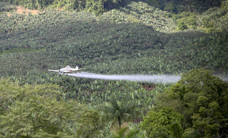 Em Guaratuba, mar verde de bananas gera renda no Litoral e supera desafios