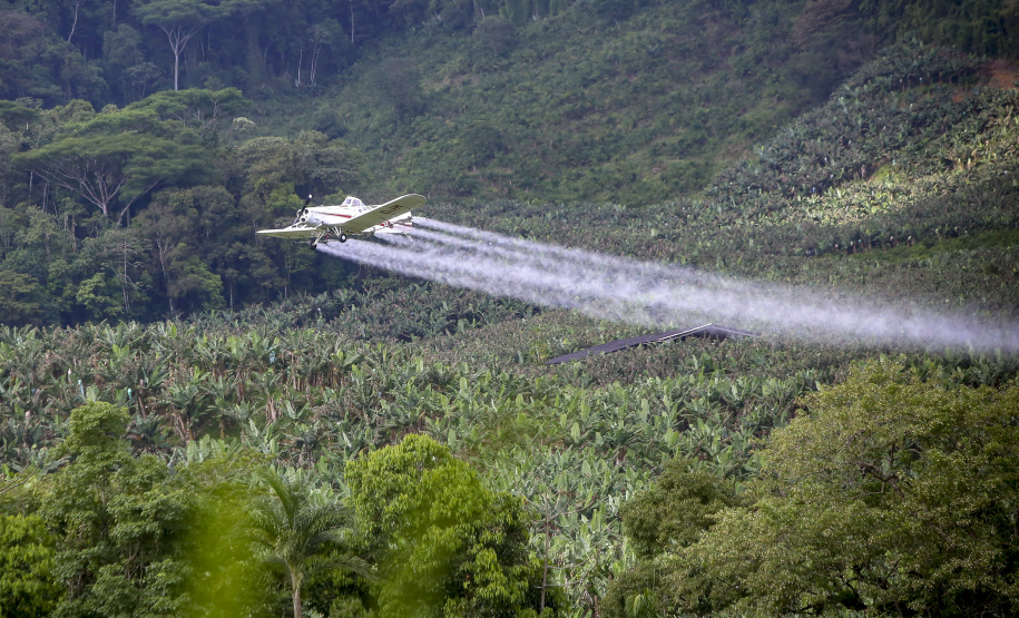 Em Guaratuba, mar verde de bananas gera renda no Litoral e supera desafios