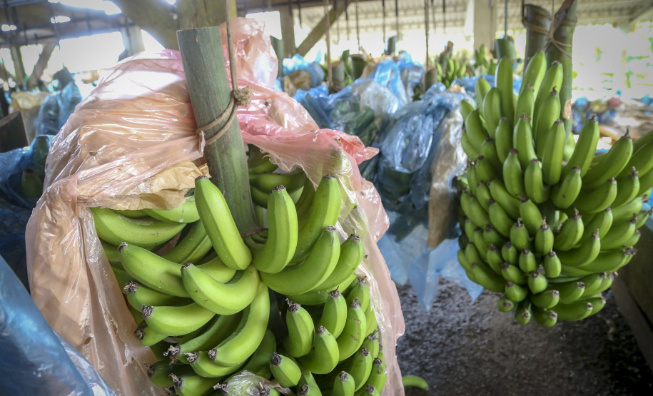 Em Guaratuba, mar verde de bananas gera renda no Litoral e supera desafios