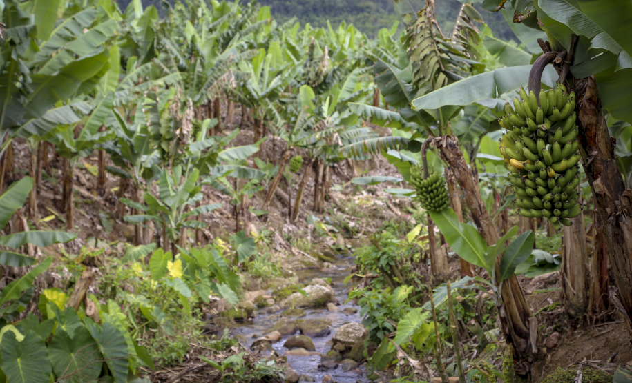 Em Guaratuba, mar verde de bananas gera renda no Litoral e supera desafios