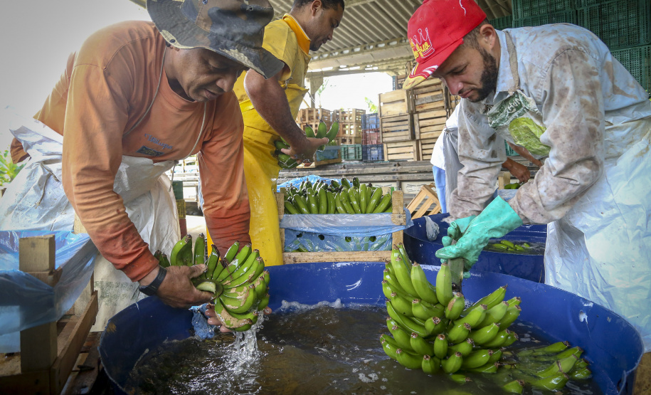 Em Guaratuba, mar verde de bananas gera renda no Litoral e supera desafios