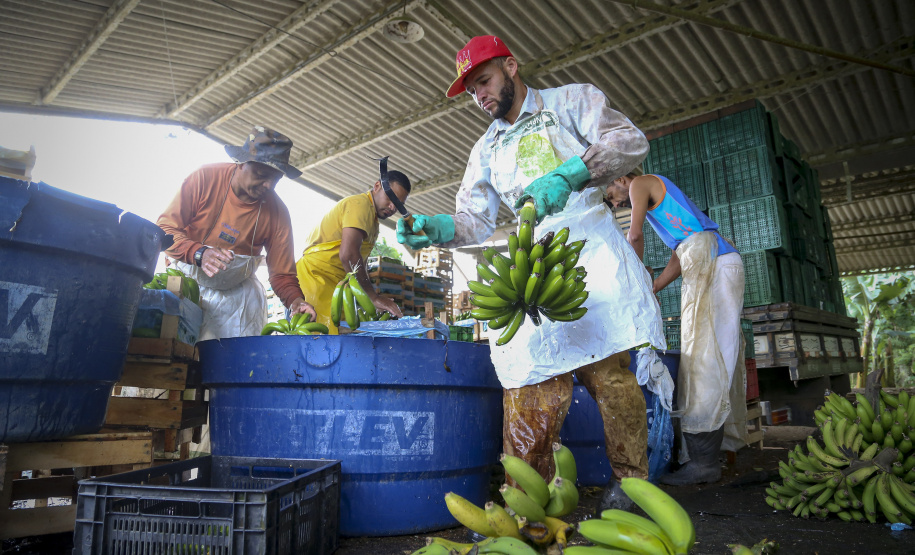Em Guaratuba, mar verde de bananas gera renda no Litoral e supera desafios