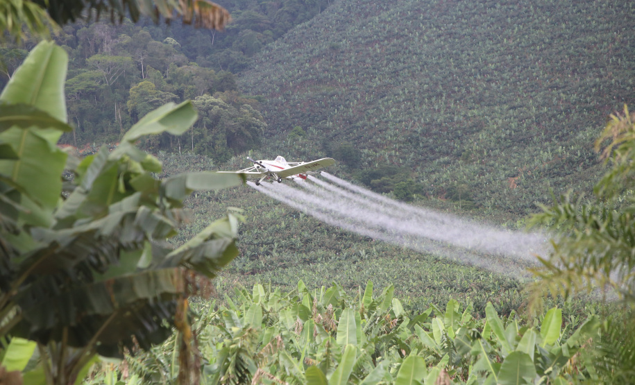 Em Guaratuba, mar verde de bananas gera renda no Litoral e supera desafios