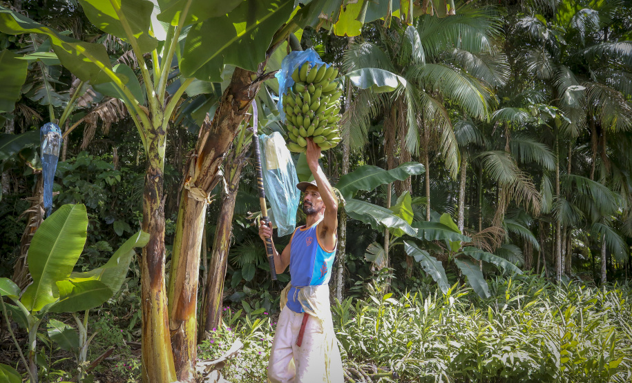 Em Guaratuba, mar verde de bananas gera renda no Litoral e supera desafios