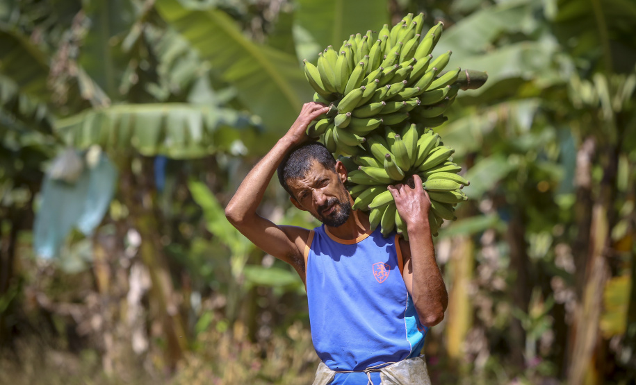 Em Guaratuba, mar verde de bananas gera renda no Litoral e supera desafios