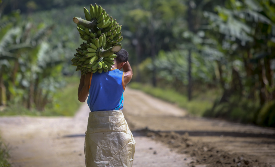 Em Guaratuba, mar verde de bananas gera renda no Litoral e supera desafios