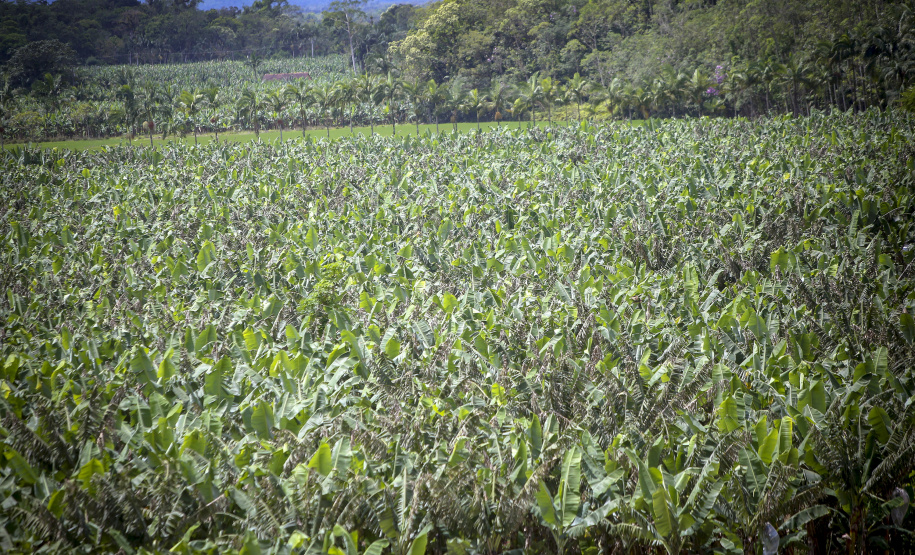 Em Guaratuba, mar verde de bananas gera renda no Litoral e supera desafios