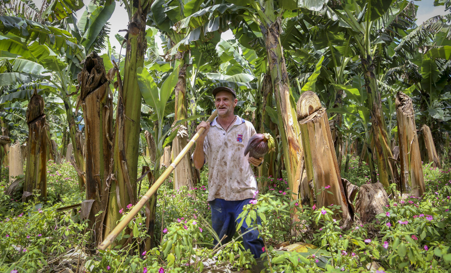 Em Guaratuba, mar verde de bananas gera renda no Litoral e supera desafios