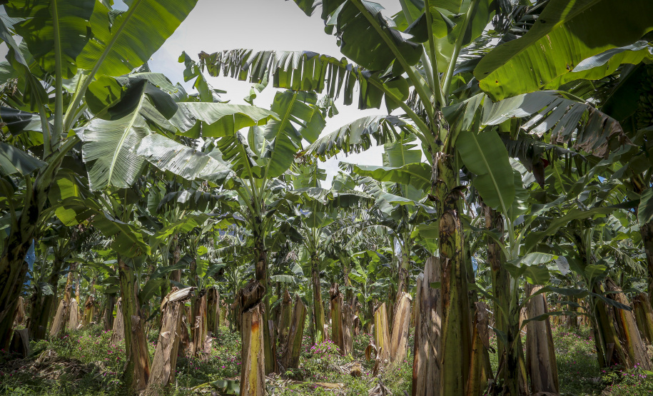 Em Guaratuba, mar verde de bananas gera renda no Litoral e supera desafios