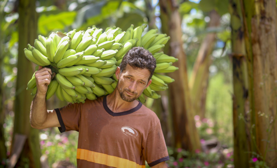 Em Guaratuba, mar verde de bananas gera renda no Litoral e supera desafios