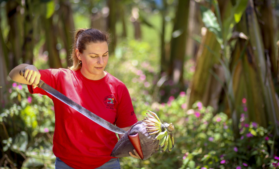 Em Guaratuba, mar verde de bananas gera renda no Litoral e supera desafios