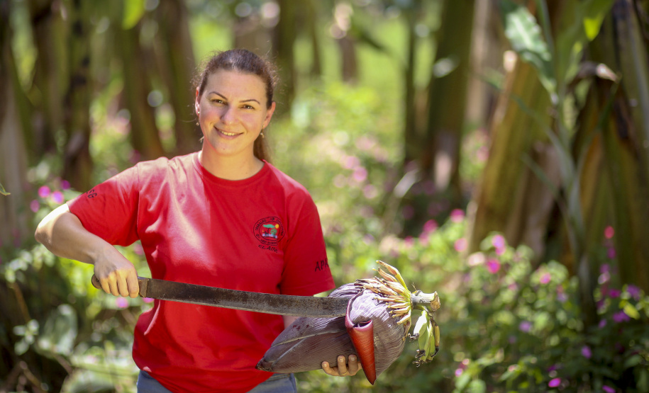 Em Guaratuba, mar verde de bananas gera renda no Litoral e supera desafios