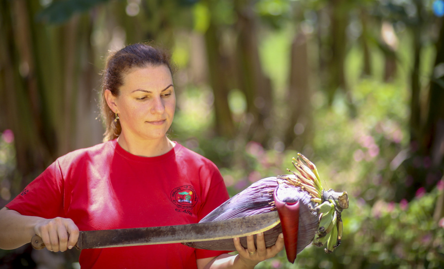 Em Guaratuba, mar verde de bananas gera renda no Litoral e supera desafios