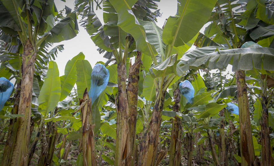 Em Guaratuba, mar verde de bananas gera renda no Litoral e supera desafios