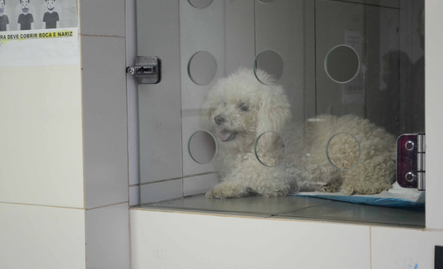 Centros de apoio à fauna reabilitaram 3,9 mil animais silvestres em 2021