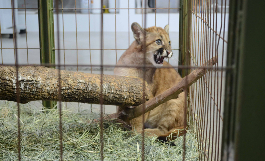 Centros de apoio à fauna reabilitaram 3,9 mil animais silvestres em 2021