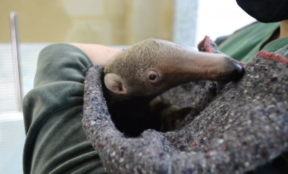 Centros de apoio à fauna reabilitaram 3,9 mil animais silvestres em 2021