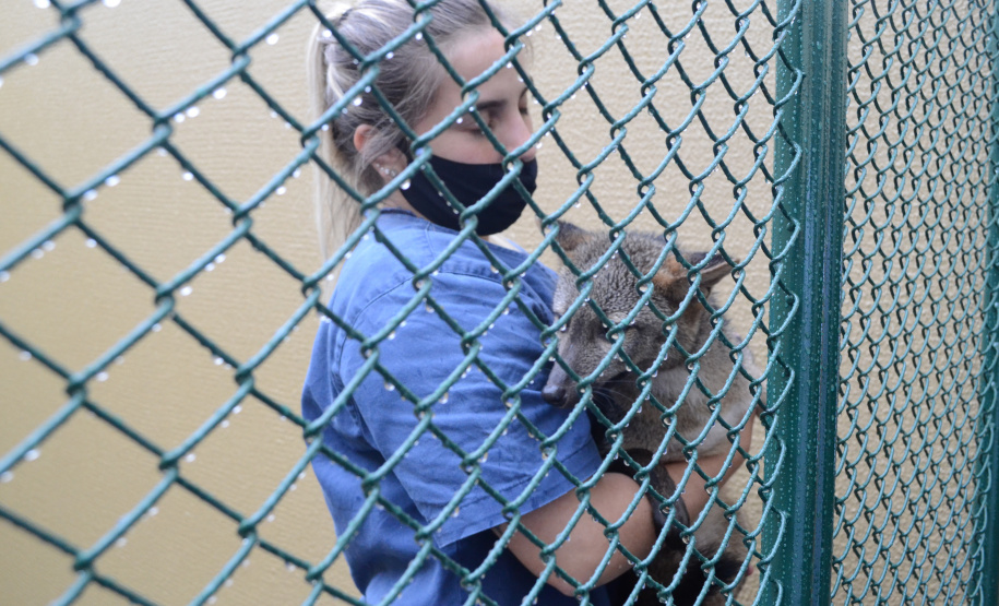 Centros de apoio à fauna reabilitaram 3,9 mil animais silvestres em 2021