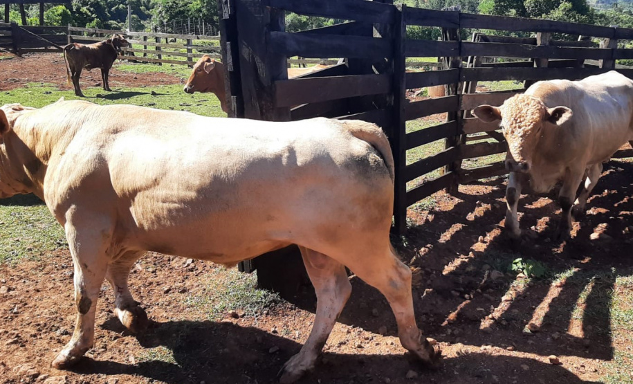 IDR-Paraná instala Unidades de Referência para fomentar e difundir a criação da raça Purunã