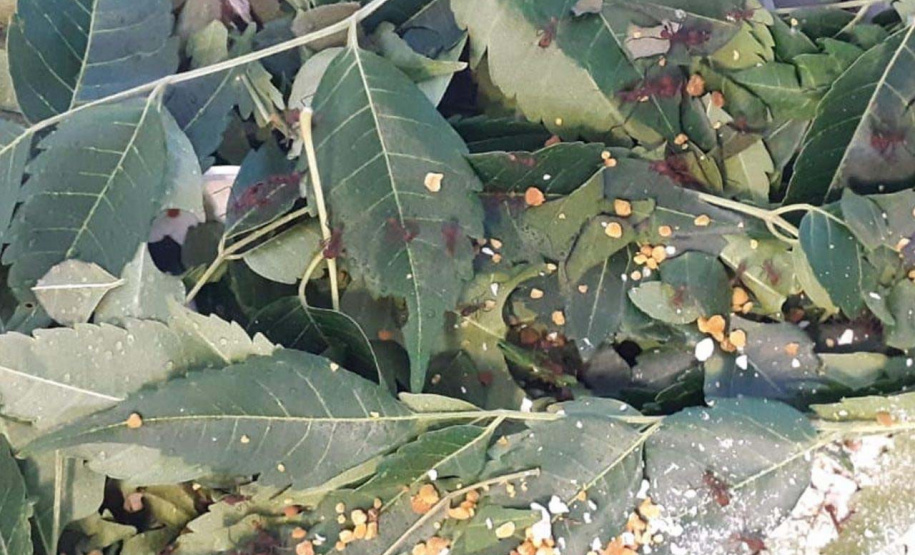 Produto desenvolvido pela UEL mostra eficácia no combate à formiga saúva