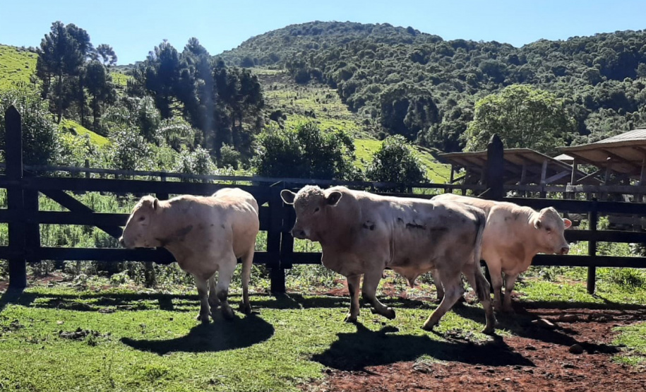 IDR-Paraná instala Unidades de Referência para fomentar e difundir a criação da raça Purunã