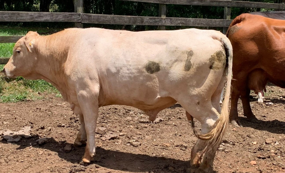 IDR-Paraná instala Unidades de Referência para fomentar e difundir a criação da raça Purunã