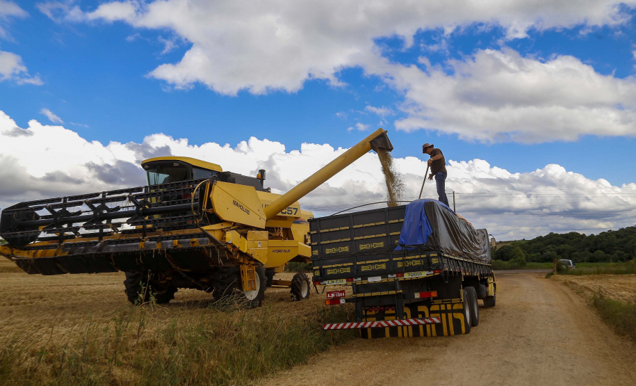 A cevada é uma cultura de inverno, com plantio iniciado em julho e a colheita em novembro.