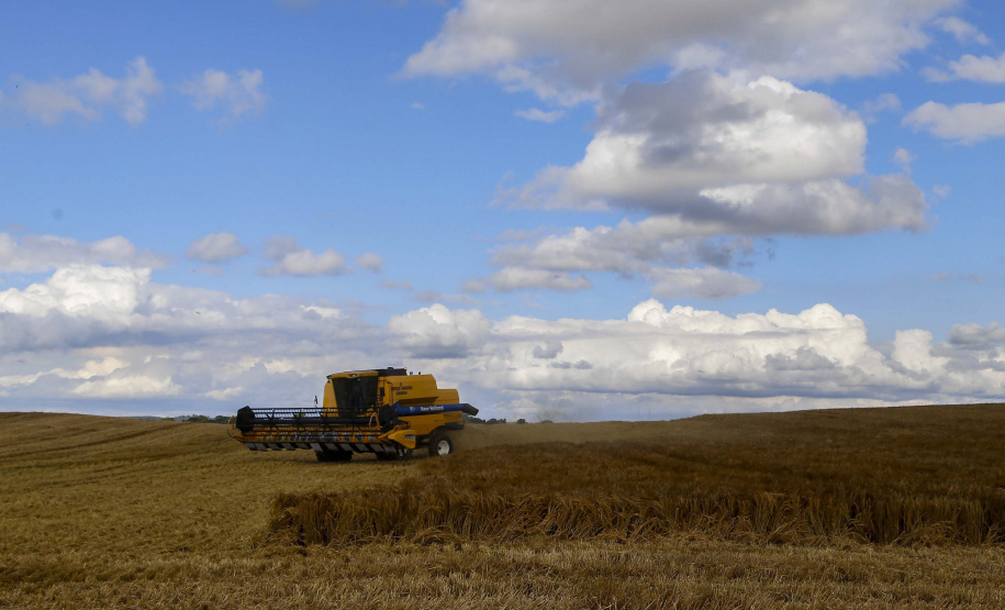 A cevada é uma cultura de inverno, com plantio iniciado em julho e a colheita em novembro.