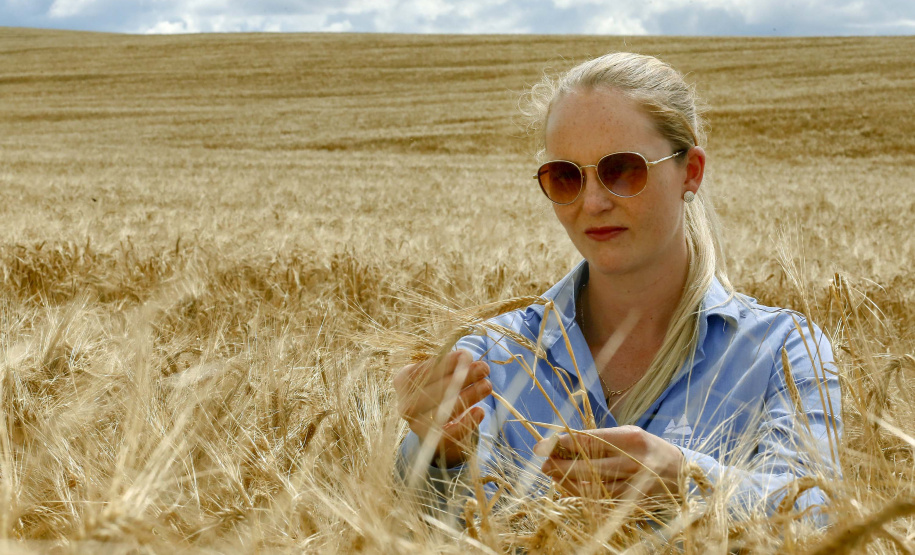 A cevada é uma cultura de inverno, com plantio iniciado em julho e a colheita em novembro.