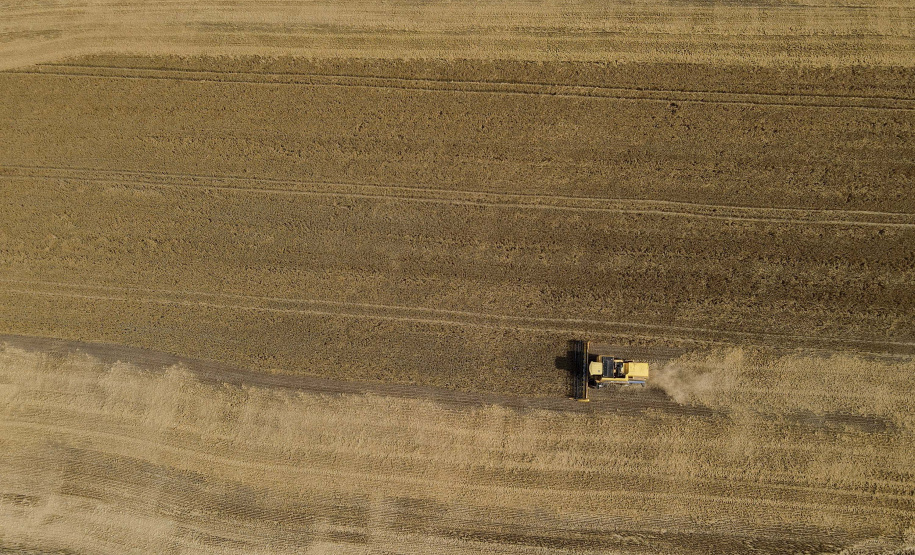 A cevada é uma cultura de inverno, com plantio iniciado em julho e a colheita em novembro.